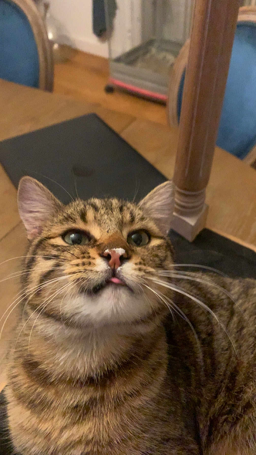 Tigrou a rejoint le concours — aidez-le/la à gagner de superbes lots ! cat, tabby_cat, pet, close_up, whiskers, tongue_out, nose, ears, green_eyes, fur, striped_fur, indoor, wooden_table, chair, furniture, floor, portrait, cute, playful, domestic_animal