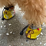 Grizzly joined the competition — help win amazing prizes! dog, dog_paws, dog_booties, yellow_booties, curly_fur, fluffy_dog, animal, pet, floor, terrazzo_floor, close_up, paw_protection, cute, accessory, colorful, outdoor, walking, small_dog, footwear, animal_leg