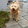 Grizzly is registered to the contest to win money with this photo: dog, poodle, curly_fur, yellow_boots, yellow_harness, topknot, outdoor, patio, wet_ground, tiles, grass, plant, yard, pet, canine, animal, cute, fluffy, small_dog, playful