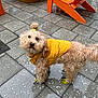 Grizzly joined the competition — help win amazing prizes! dog, curly_fur, yellow_jacket, dog_booties, pony_tail, wet_floor, tiles, orange_chairs, outdoor, pet, looking_up, pavement, urban, small_dog, cute, fur, animal, playful, canine, colorful