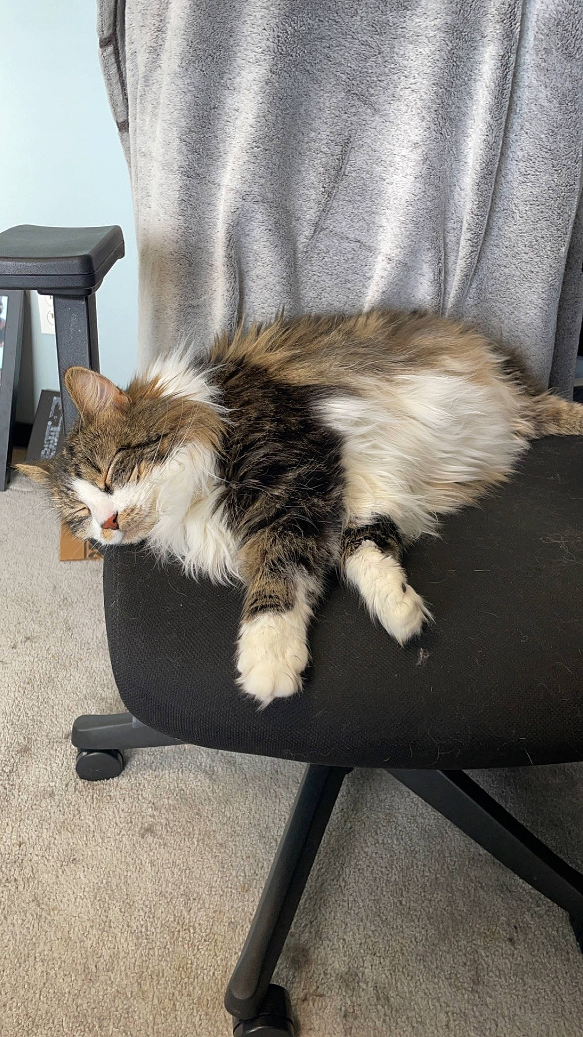 Bean is registered to the contest to win money with this photo: canidae, carnivore, cat, claw, comfort, companion_dog, domestic_short_haired_cat, felidae, foot, fur, human_leg, lap, maine_coon, paw, plant, sitting, small_to_medium_sized_cats, snout, tail, whiskers