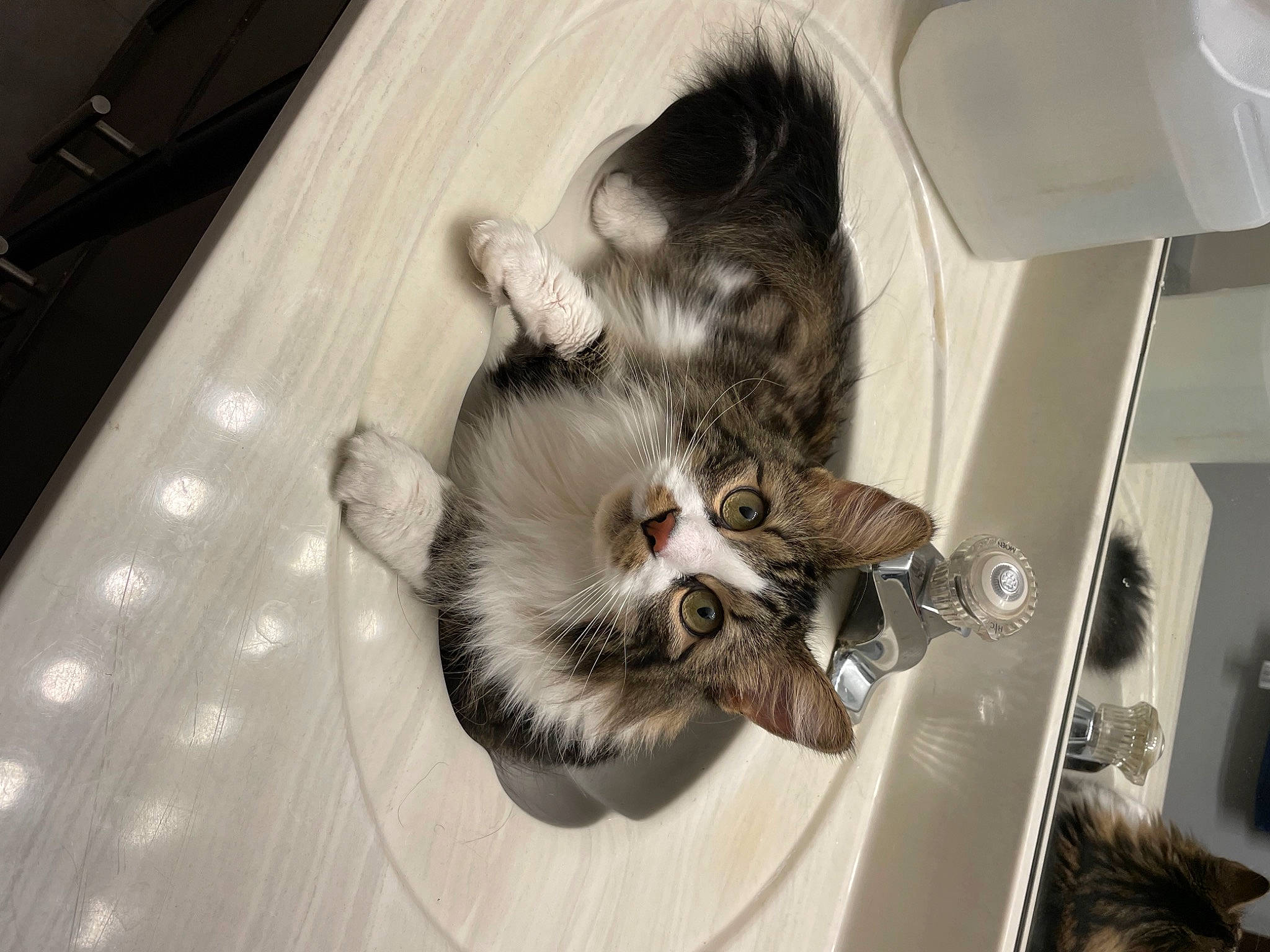 Bean is registered to the contest to win money with this photo: animal_shelter, canidae, carnivore, cat, claw, comfort, domestic_short_haired_cat, felidae, flooring, fur, hardwood, paw, room, small_to_medium_sized_cats, sporting_group, tail, whiskers, wood