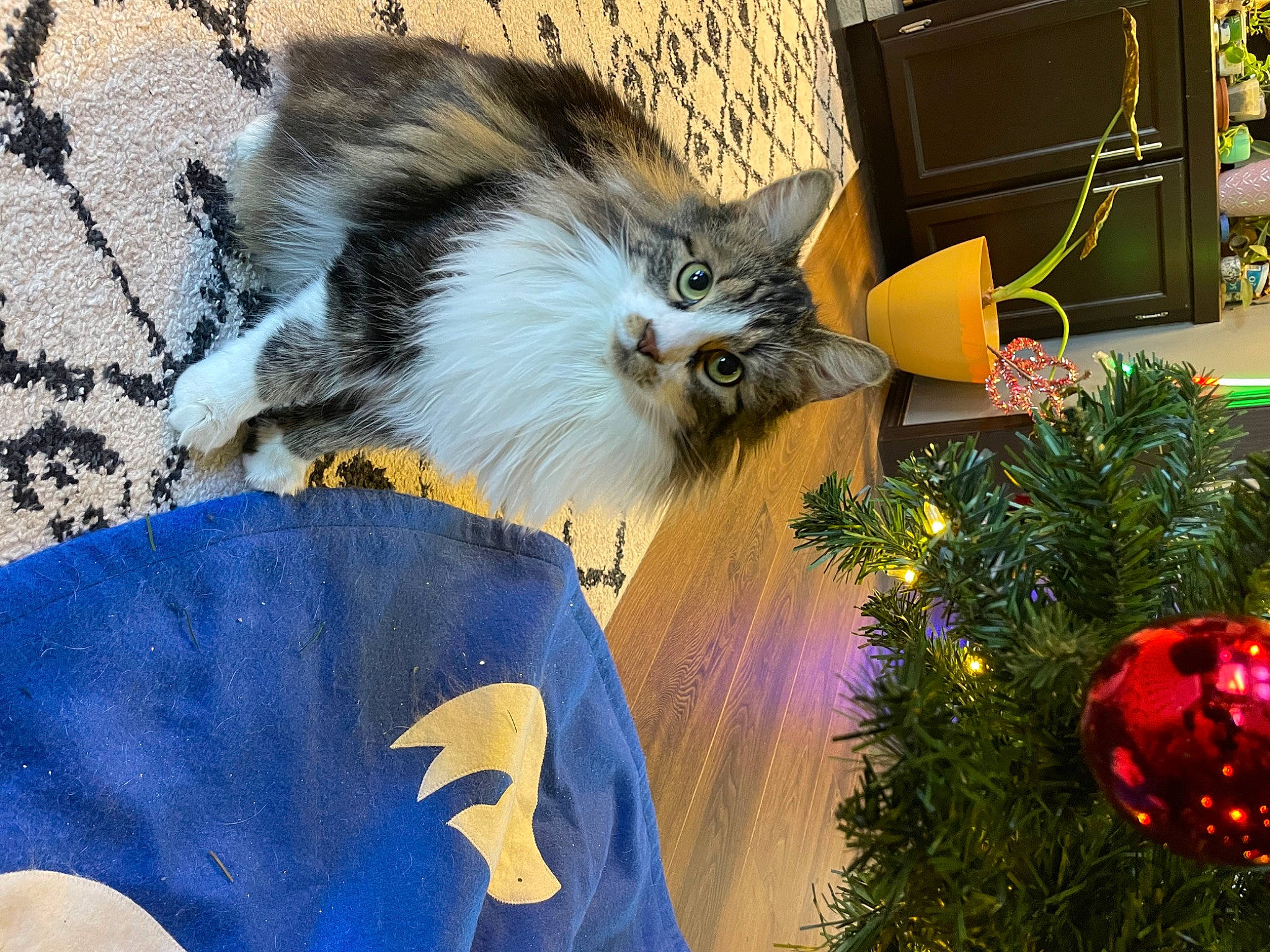 Bean is registered to the contest to win money with this photo: carnivore, cat, christmas_decoration, christmas_ornament, christmas_tree, companion_dog, conifer, electric_blue, event, evergreen, fawn, felidae, fur, holiday, holiday_ornament, ornament, plant, small_to_medium_sized_cats, tail, whiskers