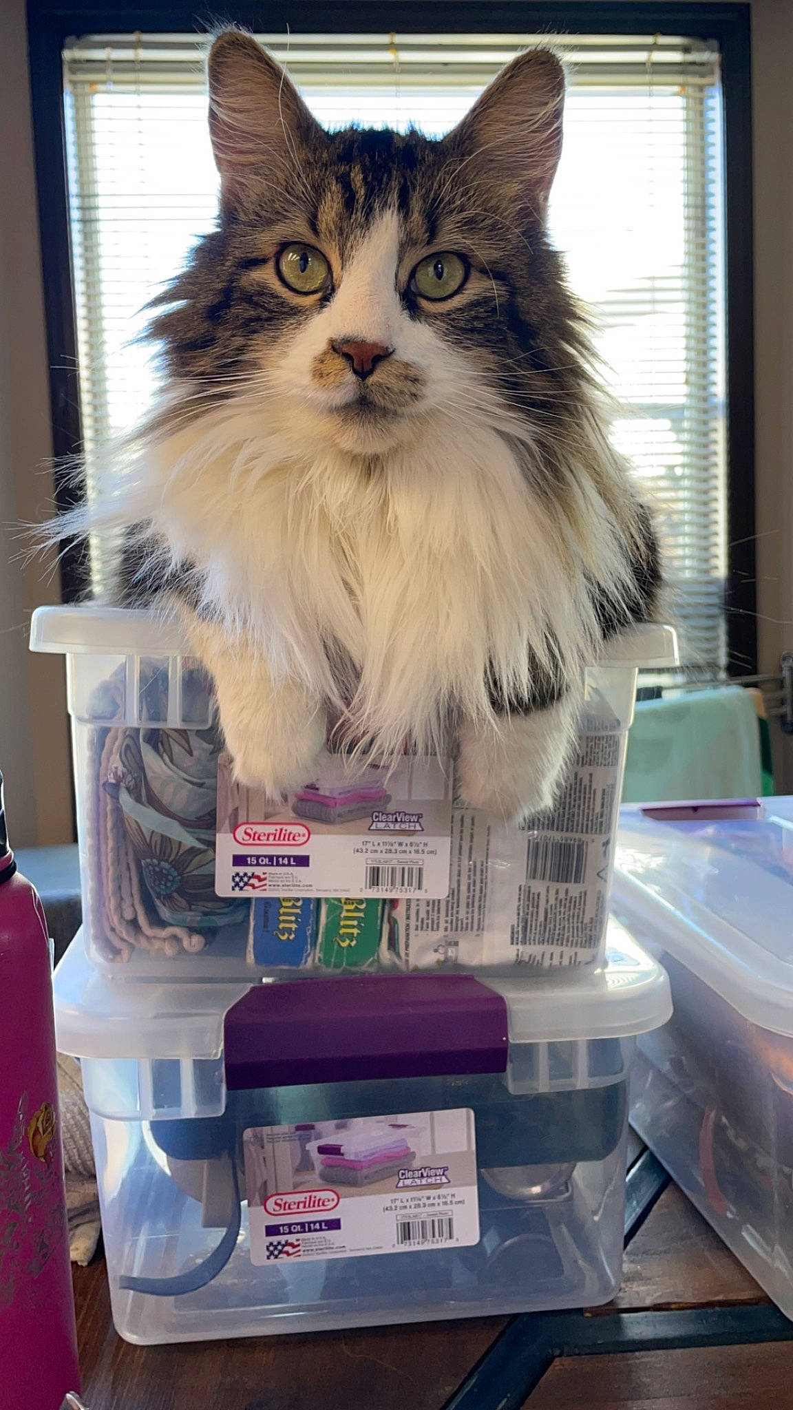 Bean is registered to the contest to win money with this photo: box, carnivore, cat, domestic_short_haired_cat, felidae, fur, maine_coon, packaging_and_labeling, room, small_to_medium_sized_cats, snout, whiskers