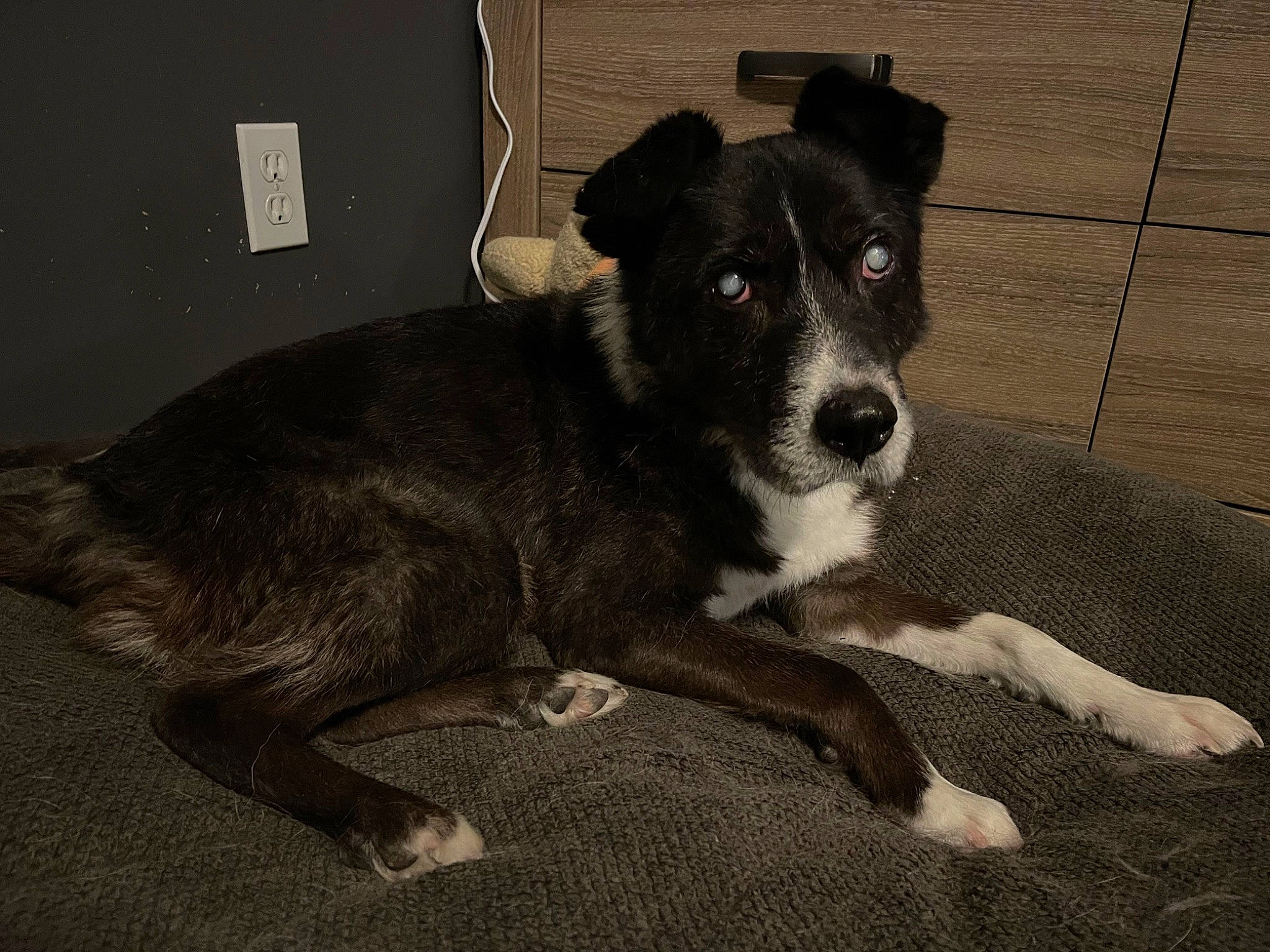 Scout joined the competition — help win amazing prizes! bored, canidae, carnivore, companion_dog, dog, dog_breed, monochrome_photography, paw, snout, sporting_group, street_dog, tail, terrestrial_animal, whiskers, working_animal, working_dog