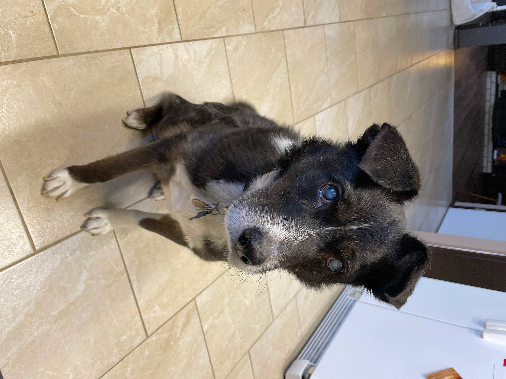 Scout is registered to the contest to win money with this photo: canidae, carnivore, companion_dog, dog, dog_breed, fawn, flooring, fur, hardwood, sporting_group, terrestrial_animal, wood, working_animal