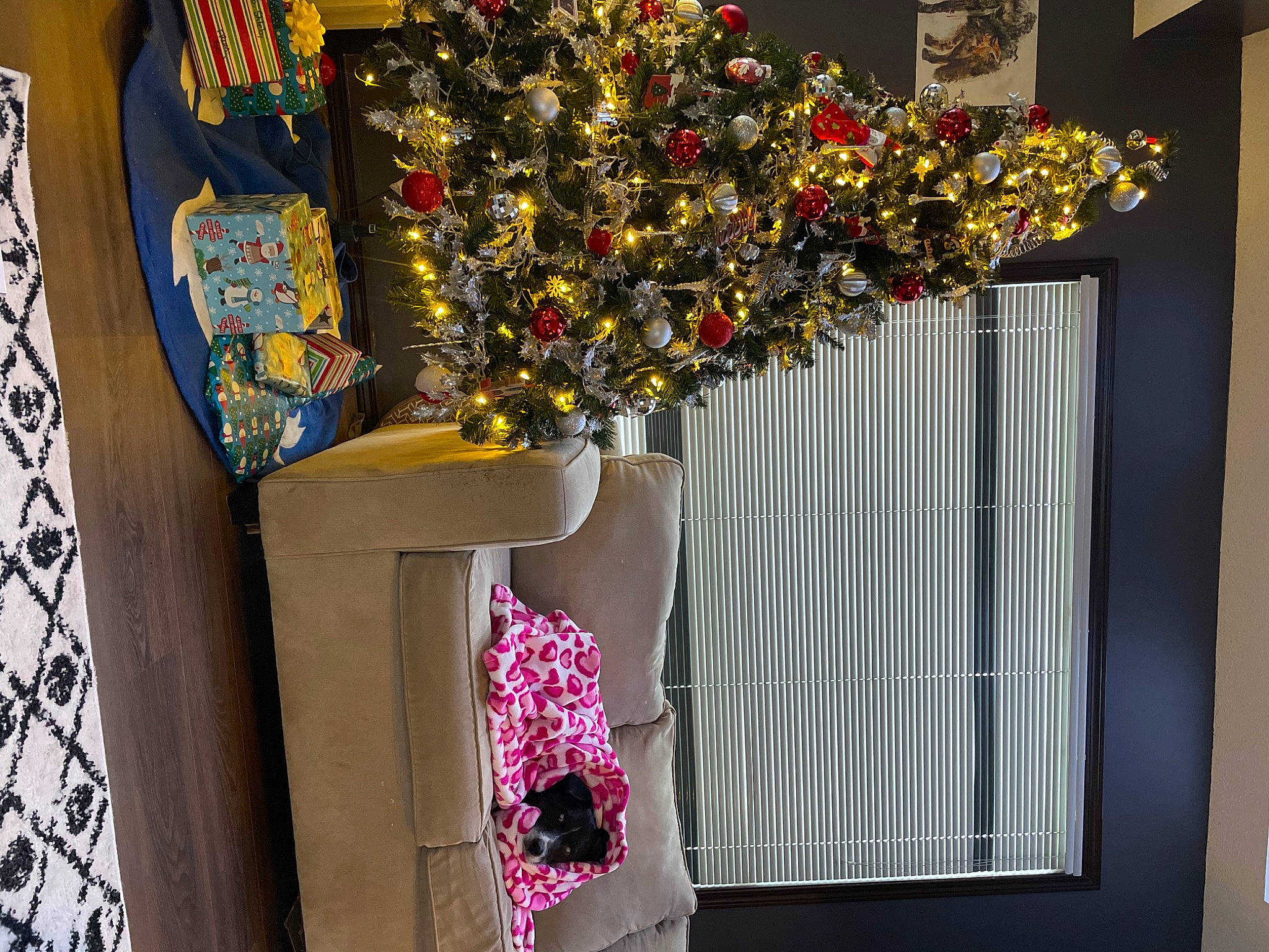 Scout is registered to the contest to win money with this photo: christmas_decoration, christmas_tree, event, fashion_accessory, floral_design, interior_design, leaf, linens, magenta, ornament, pattern, plant, rectangle, room, textile, tints_and_shades, tree, visual_arts, window, wood