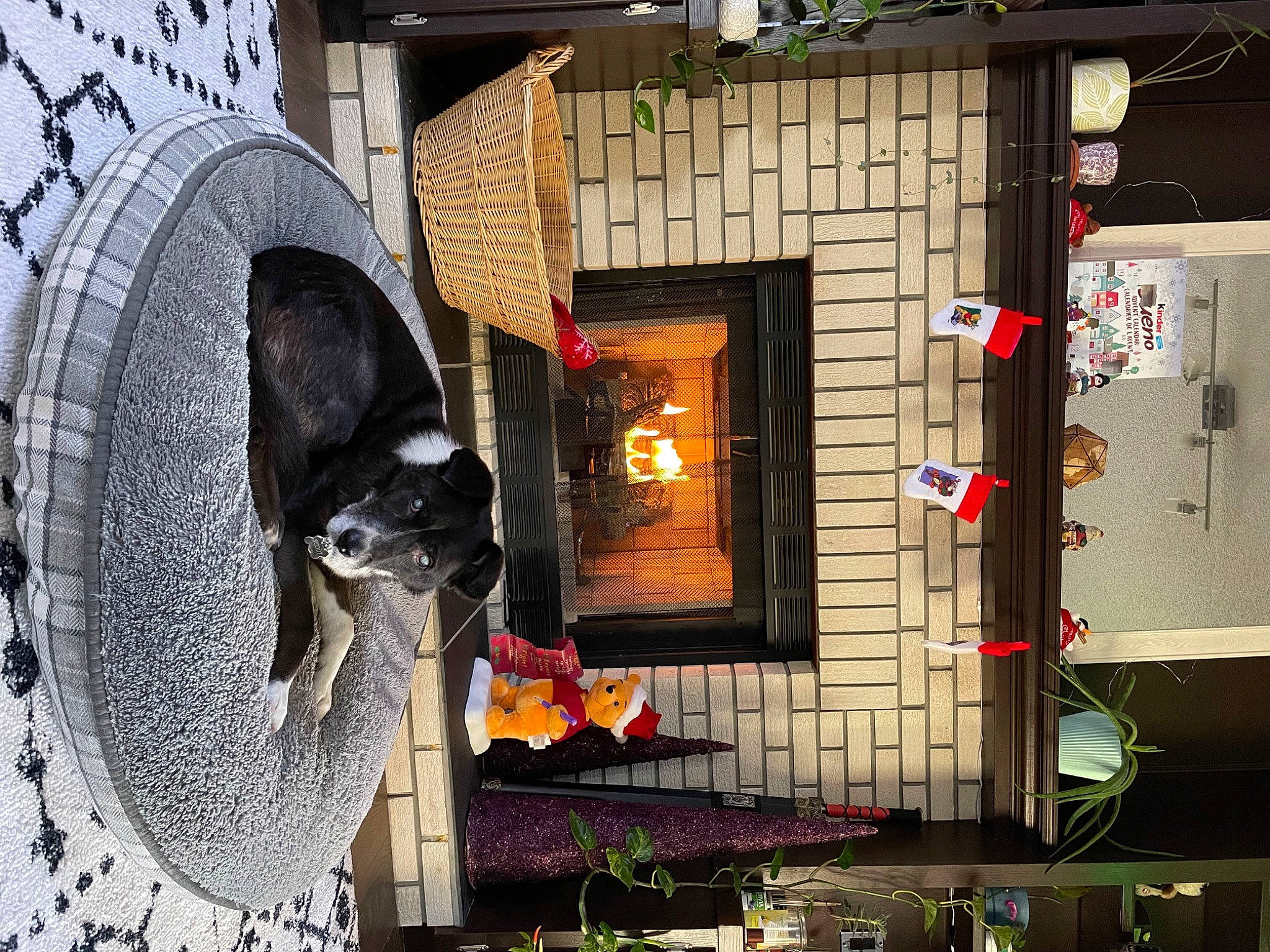 Scout joined the competition — help win amazing prizes! art, automotive_tire, building, facade, house, lawn_ornament, machine, plant, sculpture, statue, street, visual_arts, window