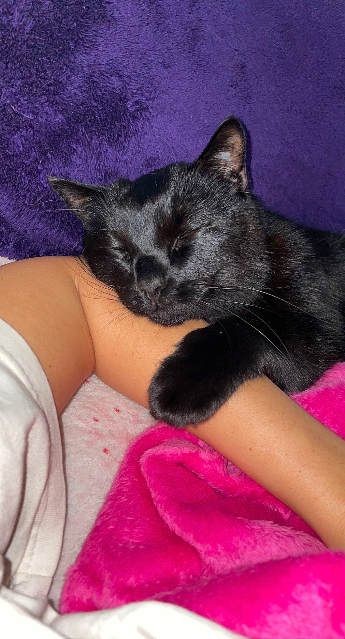 Sunshine joined the competition — help win amazing prizes! black_cat, carnivore, cat, claw, comfort, domestic_short_haired_cat, fawn, felidae, finger, foot, fur, gesture, human_leg, mammal, purple, small_to_medium_sized_cats, snout, thigh, vertebrate, whiskers