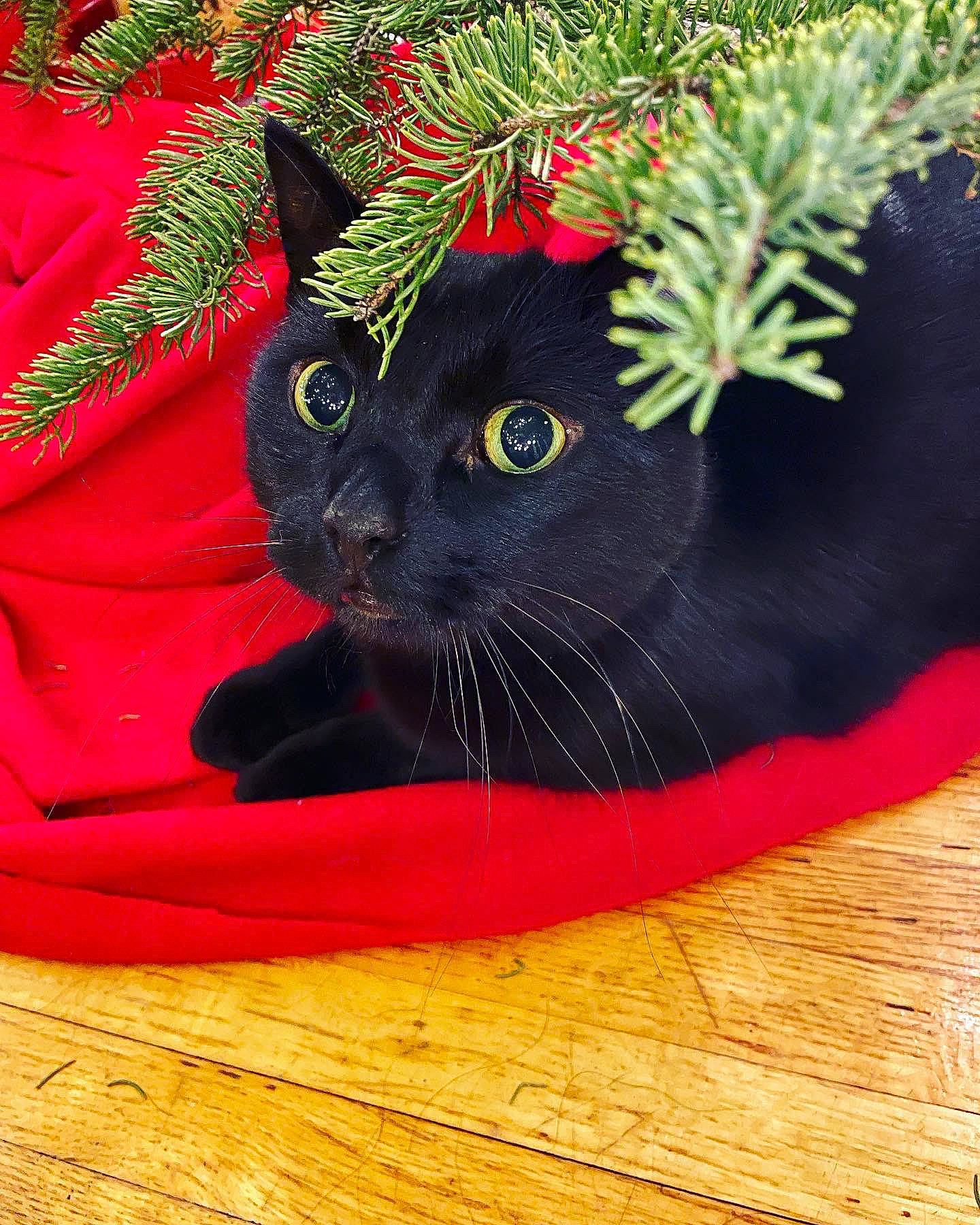 Sunshine is registered to the contest to win money with this photo: black_cat, bombay, carnivore, cat, christmas_decoration, christmas_ornament, christmas_tree, comfort, event, evergreen, felidae, flooring, grass, hardwood, holiday_ornament, shortstraw_pine, small_to_medium_sized_cats, tail, whiskers, wood