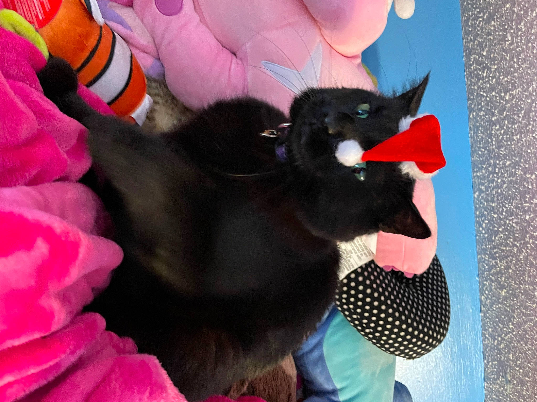 Sunshine is registered to the contest to win money with this photo: black_cat, canidae, carmine, carnivore, comfort, companion_dog, dog_breed, felidae, fun, fur, gesture, magenta, paw, pink, small_to_medium_sized_cats, sporting_group, tail, textile, toy, whiskers