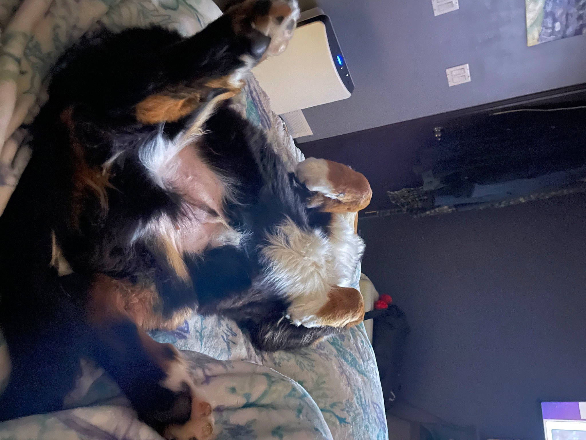 Remy joined the competition — help win amazing prizes! claw, companion_dog, dog, dog_breed, felidae, fun, fur, paw, small_to_medium_sized_cats, tail, whiskers