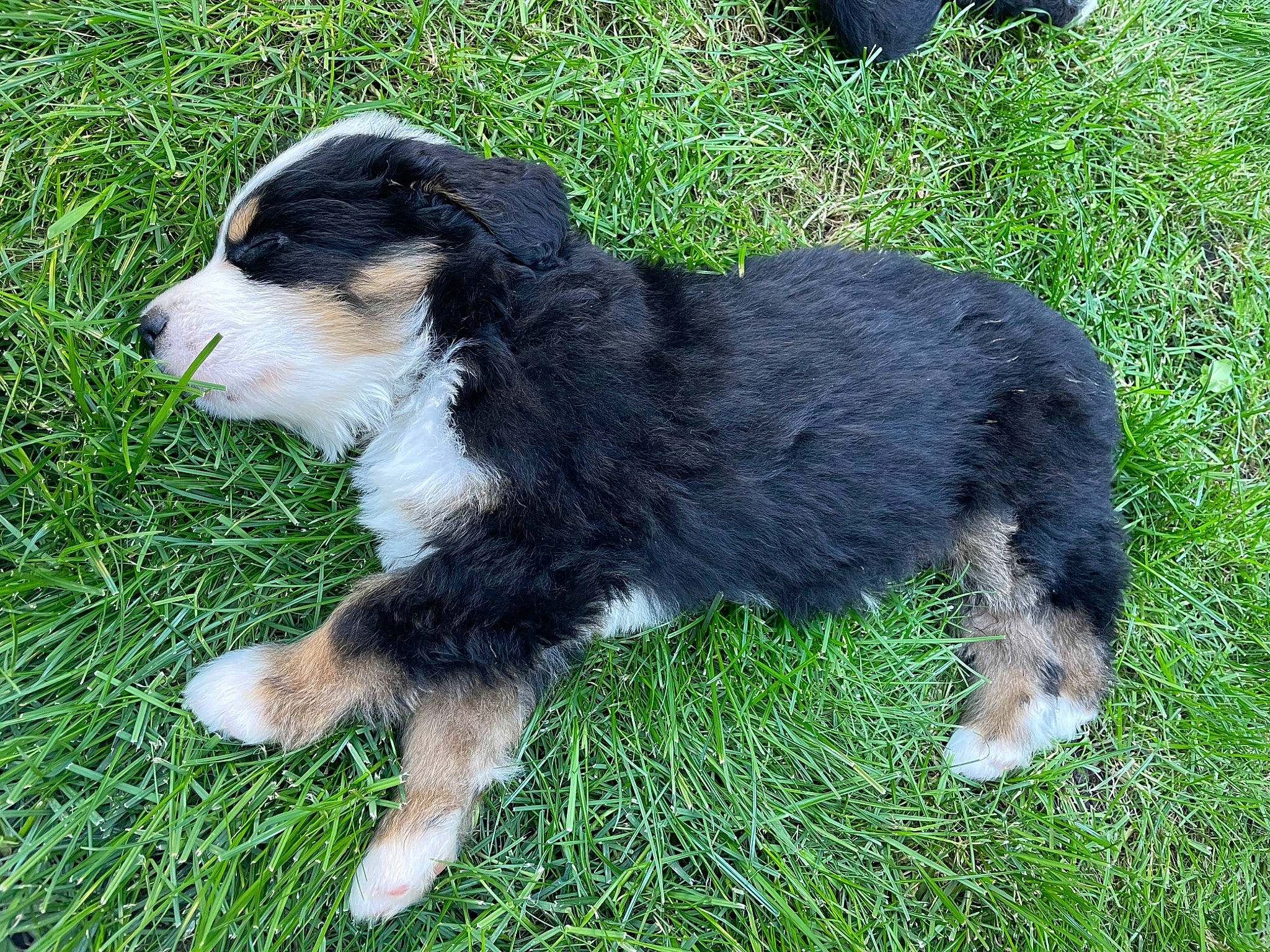 Remy joined the competition — help win amazing prizes! border_collie, canidae, carnivore, companion_dog, dog, dog_breed, fur, grass, herding_dog, sporting_group, tail, terrestrial_animal, whiskers, working_dog