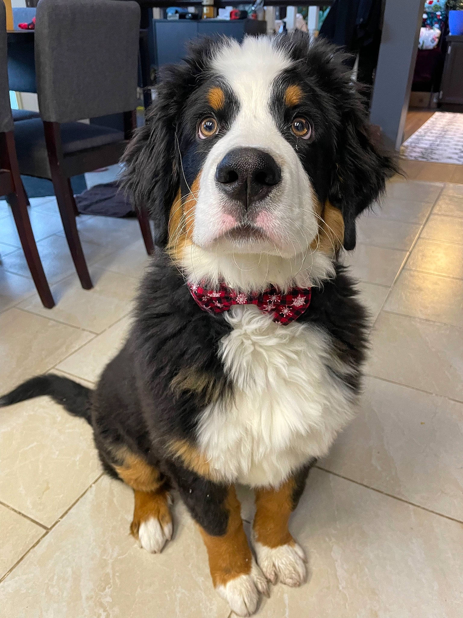 Remy joined the competition — help win amazing prizes! canidae, carnivore, chair, collar, companion_dog, dog, dog_breed, flooring, fur, herding_dog, snout, sporting_group, terrestrial_animal, whiskers, working_animal, working_dog