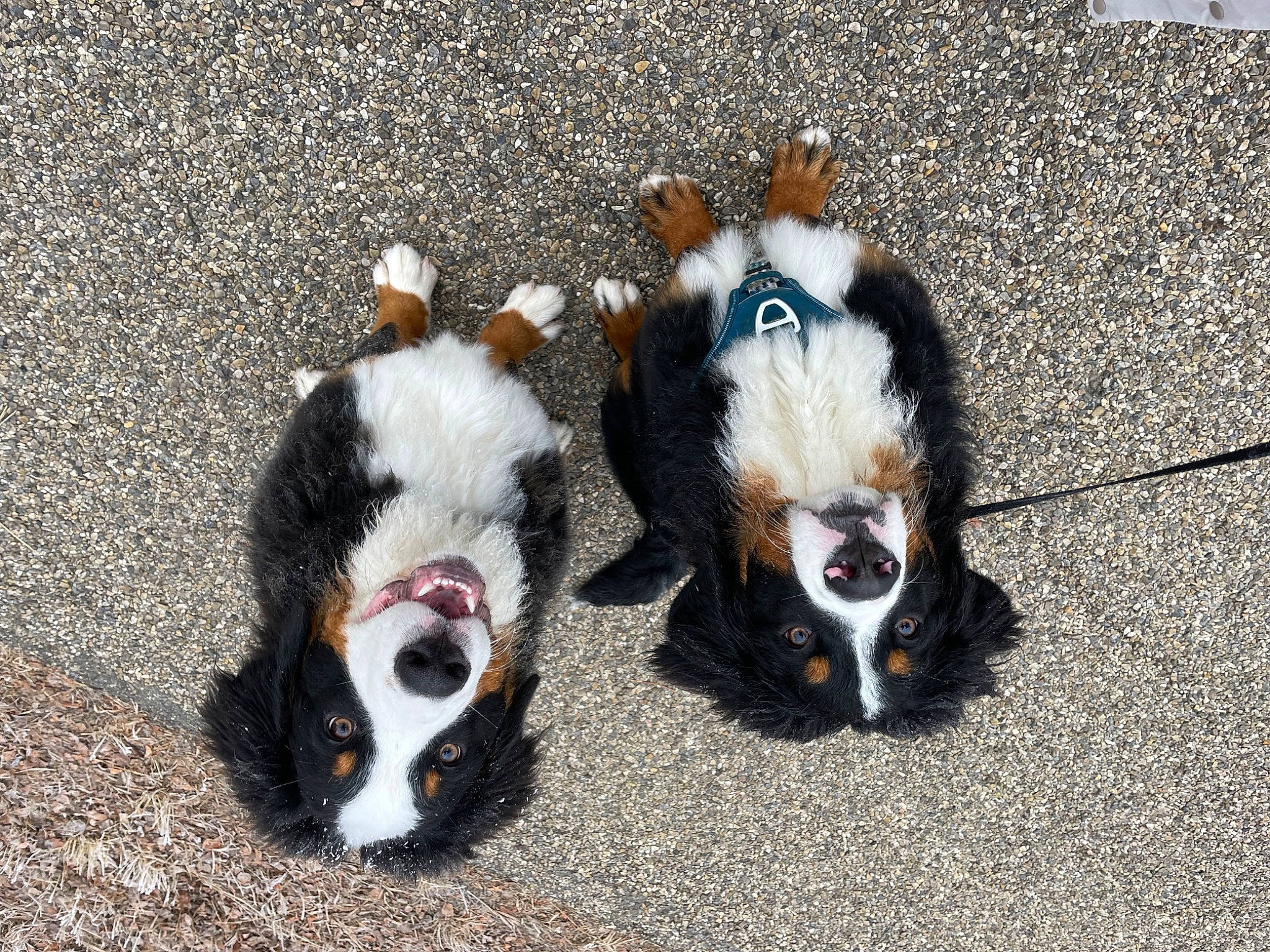 Remy is registered to the contest to win money with this photo: asphalt, bovine, canidae, cow_goat_family, dog_breed, fur, goats, grass, horn, human_leg, livestock, road_surface, soil, sporting_group, tail, terrestrial_animal, toy, whiskers, wildlife, working_animal