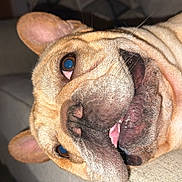 Titus is registered to the contest to win money with this photo: dog, french_bulldog, pet, close_up, face, wrinkles, tongue, ears, couch, indoor, animal, muzzle, sleepy, resting, cute, light, portrait, fur, nostrils, expression