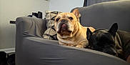 Titus joined the competition — help win amazing prizes! dog, french_bulldog, couch, indoor, pet, animal, resting, sleeping, living_room, pillow, furniture, cute, companion, domestic, relaxed, two_dogs, black_dog, tan_dog, ears, canine