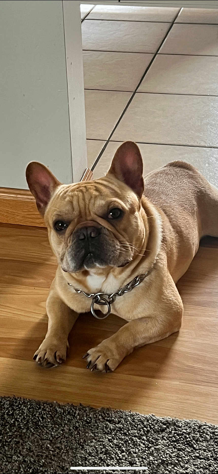 Titus joined the competition — help win amazing prizes! dog, french_bulldog, pet, indoor, floor, wooden_floor, carpet, tile_floor, lying_down, collar, animal, cute, brown_dog, ears, face, paw, canine, companion, domestic_animal, looking