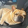 Titus joined the competition — help win amazing prizes! dog, french_bulldog, sleepy, resting, chair, pet, animal, canine, brown, fur, portrait, closeup, indoors, relaxed, cute, snout, ears, face, black_chair, cozy