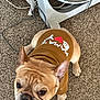 Titus is registered to the contest to win money with this photo: french_bulldog, dog, pet, brown_sweater, carpet, indoor, fan, cable, looking_up, ears_up, cute, animal, small_dog, clothing, floor, puppy, companion, domestic_animal, snout, curious