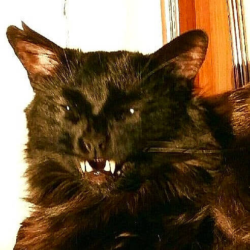 Senna participe au concours pour gagner de l'argent avec cette photo : black_cat, brown, carnivore, cat, fawn, felidae, fur, iris, liver, small_to_medium_sized_cats, snapshot, snout, terrestrial_animal, vertebrate, whiskers, window_blind, window_covering, window_treatment