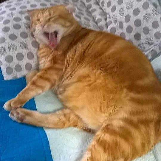 Popov Carlos