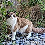 angora, animal, cat, gravel, herbal, herbs, kitten, land, manx, nature, outdoors, pebble, pet, plant, rainforest, road, rock, rubble, vegetation, water
