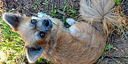 Brownie joined the competition — help win amazing prizes! dog, animal, pet, outdoor, grass, dirt, tail, fur, paw, foot, sandal, cute, looking_up, small_dog, fluffy, nature, closeup, brown, ears, ground
