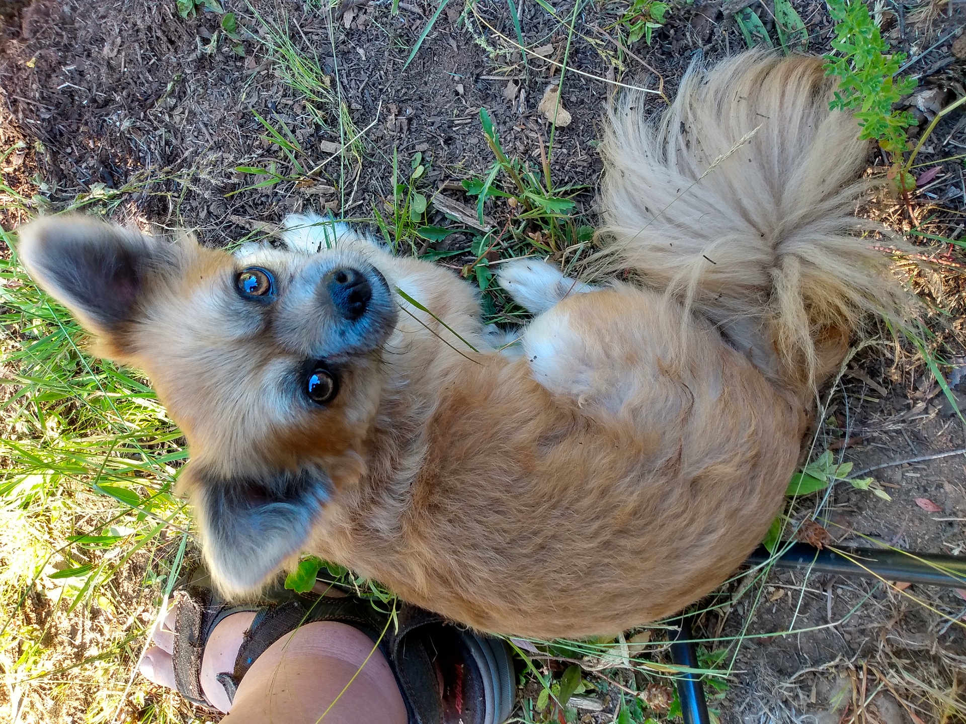 Brownie joined the competition — help win amazing prizes! dog, animal, pet, outdoor, grass, dirt, tail, fur, paw, foot, sandal, cute, looking_up, small_dog, fluffy, nature, closeup, brown, ears, ground