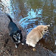 Brownie is registered to the contest to win money with this photo: dog, black_dog, cream_dog, water, pond, mud, earth, leaves, nature, outdoor, animal, pet, canine, fur, curious, ripples, reflection, two_dogs, small_dog, companions
