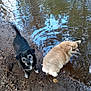 dog, black_dog, cream_dog, water, pond, mud, earth, leaves, nature, outdoor, animal, pet, canine, fur, curious, ripples, reflection, two_dogs, small_dog, companions