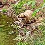 Brownie is registered to the contest to win money with this photo: dog, pond, water, grass, plants, nature, outdoor, animal, greenery, leaf, bush, rock, small_dog, fur, canine, scenery, wildlife, earth, ground, shrub