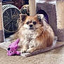 Brownie is registered to the contest to win money with this photo: dog, toy, plush_toy, carpet, cat_tree, fan, bookshelf, furniture, pet, indoor, small_dog, fluffy, brown_dog, white_dog, relaxed, home, floor, animal, cozy, pet_toy