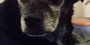 Peewee is registered to the contest to win money with this photo: dog, black_dog, close_up, pet, animal, fur, face, snout, ears, eyes, indoor, cozy, looking, portrait, gray_fur, decor, vase, soft_background, resting, canine