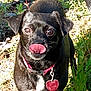 dog, black_dog, tongue_out, collar, heart_tag, outdoor, grass, plants, sunlight, pet, cute, animal, mammal, nature, closeup, face, ears, whiskers, eyes, ground