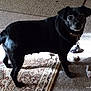 dog, black_dog, carpet, rug, toy_mouse, indoor, pet, small_dog, curious, sunlight, shadow, collar, floor, animal, cute, domestic, standing, looking, playful, texture