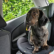 Filou a rejoint le concours — aidez-le/la à gagner de superbes lots ! dog, dachshund, car_seat, car_interior, window, greenery, leaves, pet, animal, seated, brindle, fur, looking_away, side_view, transport, vehicle, resting, domestic_animal, close_up, canine