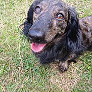 Filou a rejoint le concours — aidez-le/la à gagner de superbes lots ! animal, brown_eyes, canine, close_up, cute, daylight, dog, ears, fur, grass, happy, long_hair, muzzle, nature, outdoor, pet, playful, snout, summer, tongue_out