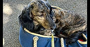 Filou participe au concours pour gagner de l'argent avec cette photo : animal, black, brindle, brown, calm, canine, canvas_bag, close_up, cute, dog, fur, leash, outdoor, pavement, pet, relaxed, resting, rope_handle, side_view, texture