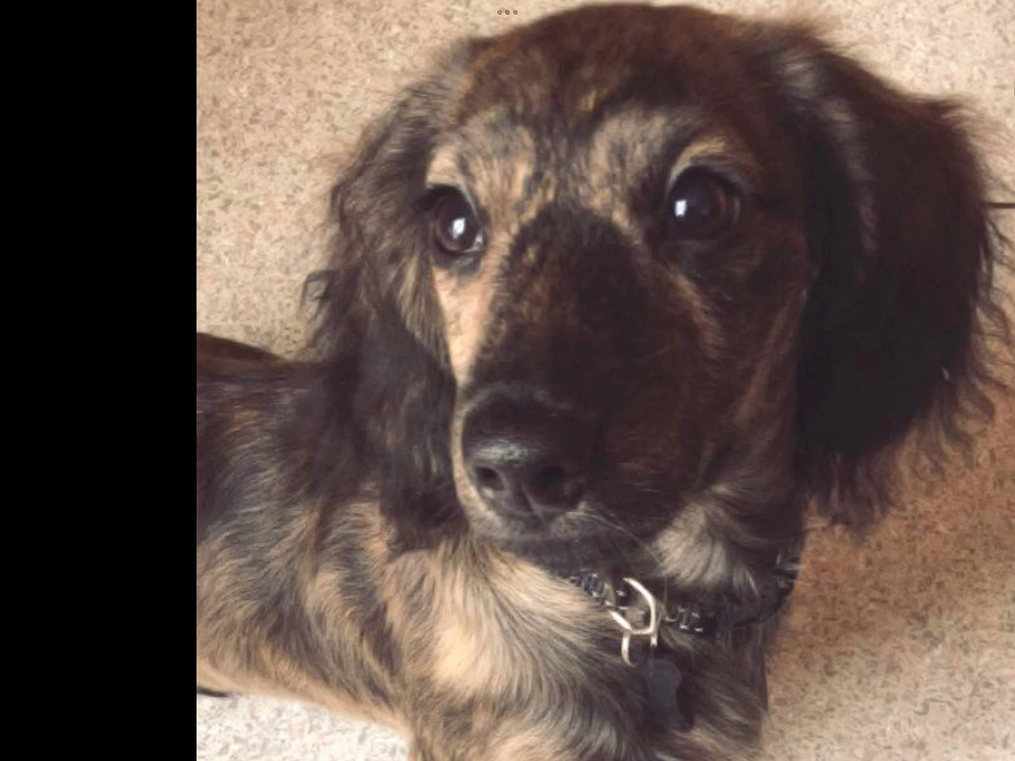 Filou participe au concours pour gagner de l'argent avec cette photo : ancient_dog_breeds, borador, canidae, carnivore, cocker_spaniel, companion_dog, dog, dog_breed, fur, gun_dog, liver, puppy, snout, spaniel, sporting_group, street_dog, terrestrial_animal, whiskers, working_animal, working_dog