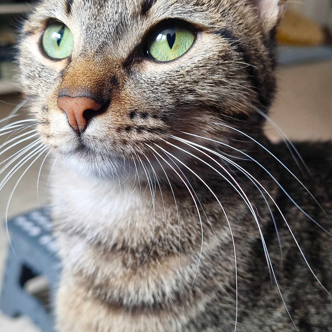 Fripon a rejoint le concours — aidez-le/la à gagner de superbes lots ! abyssinian, animal, cat, egyptiancat, kitten, manx, pet