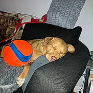 Hazel joined the competition — help win amazing prizes! animal, ball, blanket, comfort, cord, couch, cozy, dog, domestic, furniture, home, indoor, nap, pet, pillow, relaxed, resting, side_table, sleeping, tan_dog