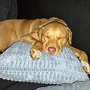 Hazel is registered to the contest to win money with this photo: dog, sleeping, pillow, couch, brown_dog, pet, cozy, indoor, resting, canine, relaxed, furry, paw, snout, fur, domestic_animal, companion, home, nap, comfort