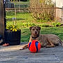 Hazel is registered to the contest to win money with this photo: dog, ball, wooden_deck, backyard, fence, flower_pot, yellow_flowers, grass, greenery, pet, animal, outdoor, sunlight, relaxed, collar, daytime, nature, plant, playful, resting