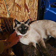 Boyboy joined the competition — help win amazing prizes! cat, siamese_cat, pet, hand, tattoo_hearts, plywood_wall, indoor, fur, yellow_eyes, paws, blanket, bed, relaxed, petting, close_up, wood_texture, storage_bin, fabric, floor, portrait