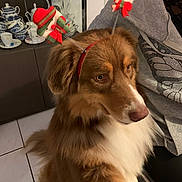 Cookie participe au concours pour gagner de l'argent avec cette photo : dog, brown_dog, white_fur, fluffy, indoor, holiday_headband, snowman_decoration, person, grey_hoodie, china_cabinet, blue_and_white_china, floor_tiles, pet, companion, calm, curious, festive, home, animal, cozy