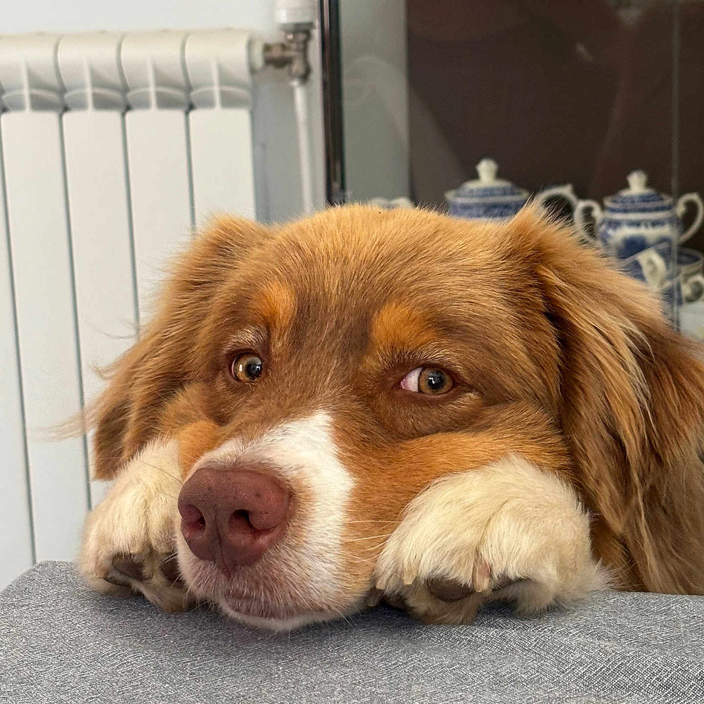 Cookie participe au concours pour gagner de l'argent avec cette photo : brown_dog, canine, close_up, cozy, dog, ears, eyes, face, fur, glass_cabinet, home, indoor, nose, pet, radiator, resting, table, teapot, thoughtful, white_paws
