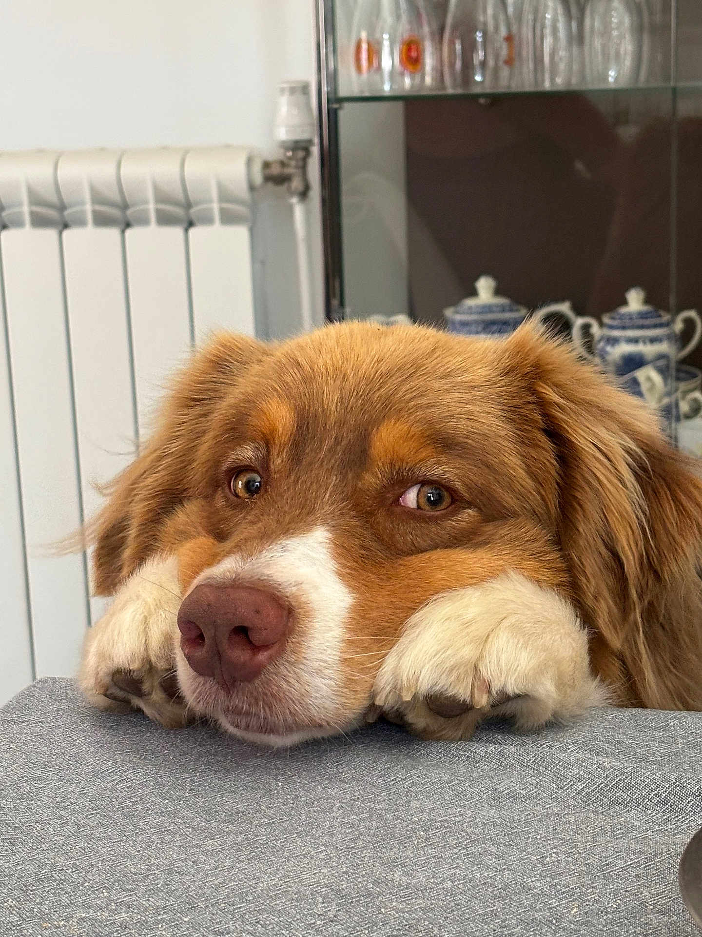 Cookie participe au concours pour gagner de l'argent avec cette photo : dog, brown_dog, white_paws, close_up, resting, face, nose, ears, table, radiator, glass_cabinet, teapot, indoor, pet, canine, fur, eyes, home, cozy, thoughtful