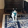 animal, black_and_white, cabinet, cat, curious, decor, domestic, floor, furniture, harness, home, indoor, living_room, pattern, pet, quiet, rug, sitting, sunlight, wood_floor