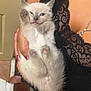 Lambchop is registered to the contest to win money with this photo: kitten, cat, pet, animal, cute, fluffy, paw, pink_paw_pads, sleepy, hand, holding, feline, young, fur, domestic_cat, indoor, person, lace, black_clothing, nail_polish